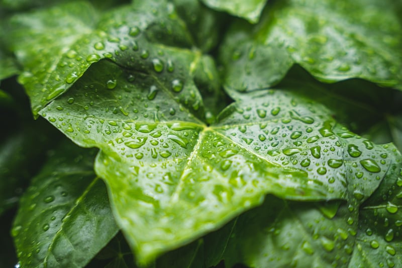 Weather-Resistant Outer Shell